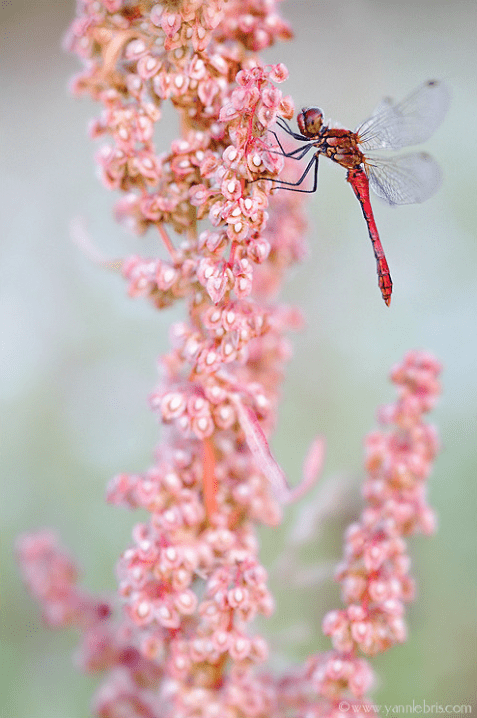 rencontres naturalistes 43