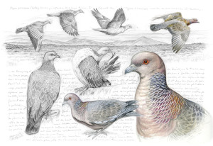 233-pigeon-picazuro-couleur(2000)