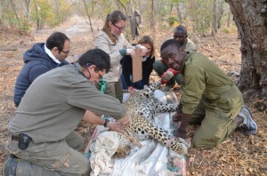 PU Volunteers & Leopard Capture 1