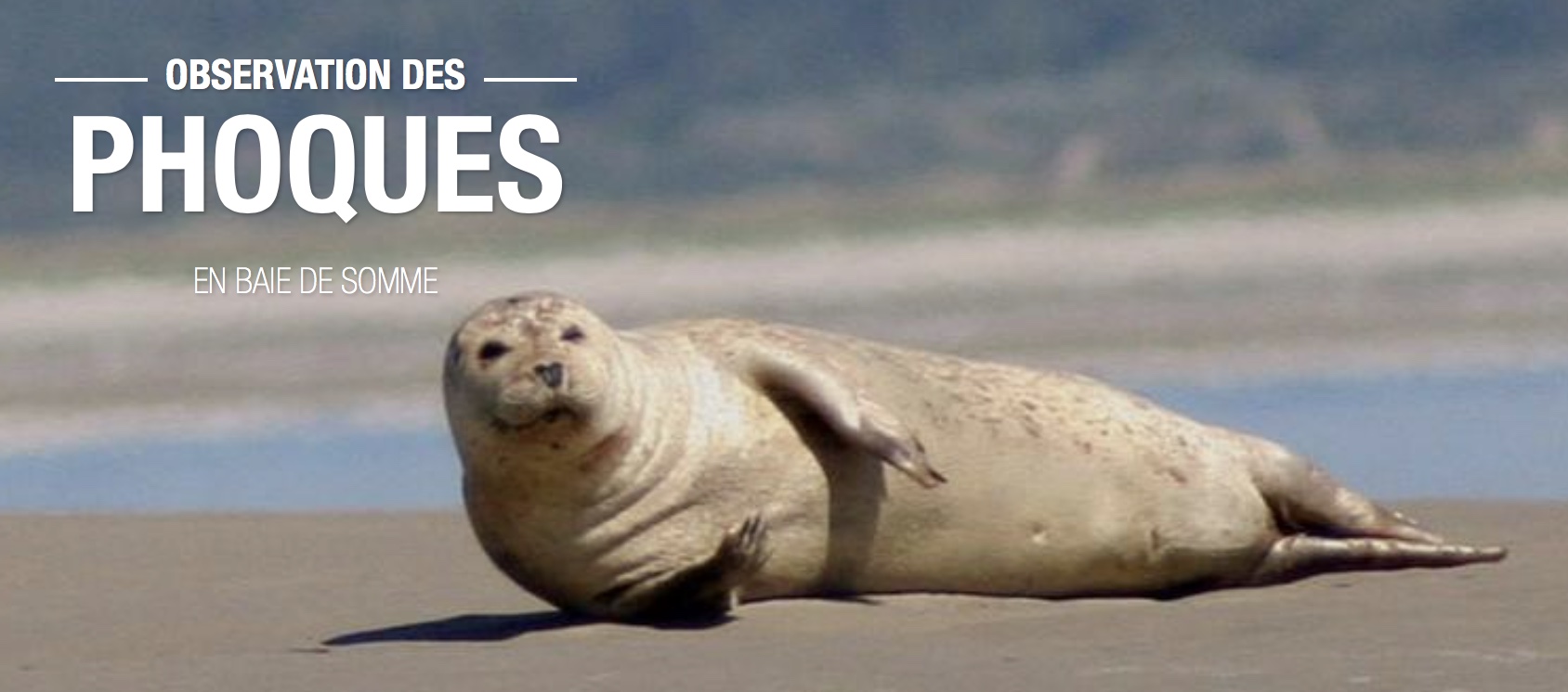 Où Voir Des Phoques En France ? - Faune Sauvage