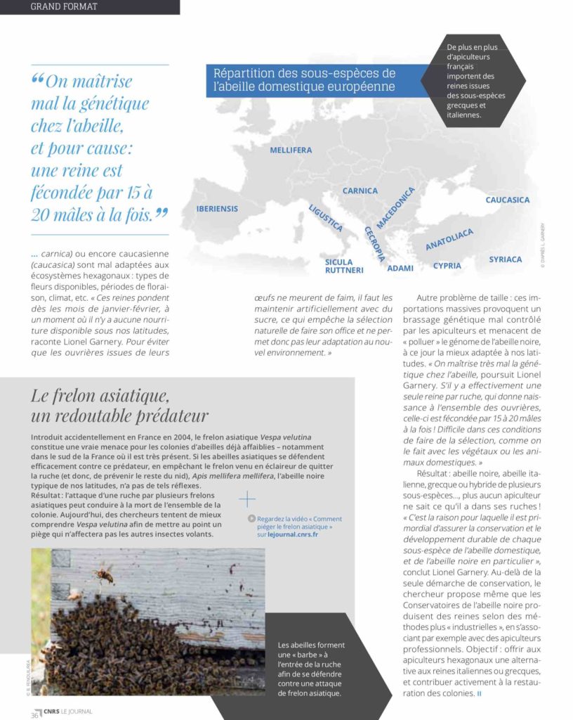 Pourquoi Les Abeilles Disparaissent Faune Sauvage