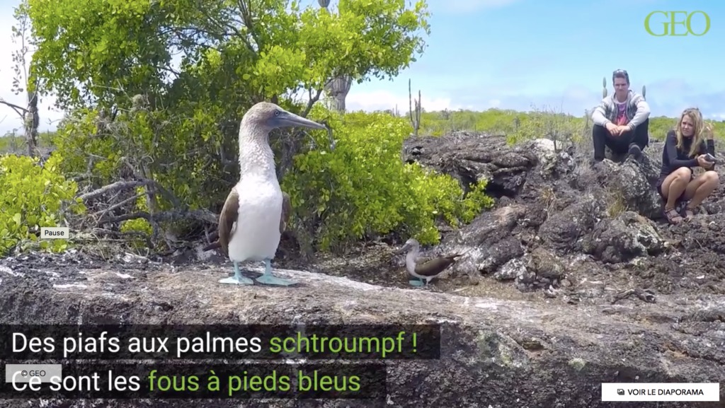 Ces Animaux Extraordinaires Des Galapagos Faune Sauvage