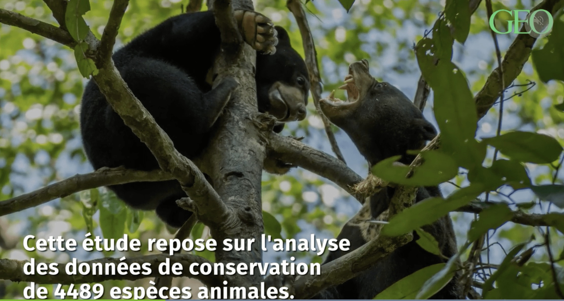 La Fragmentation Des For Ts Menace La Biodiversit Faune Sauvage