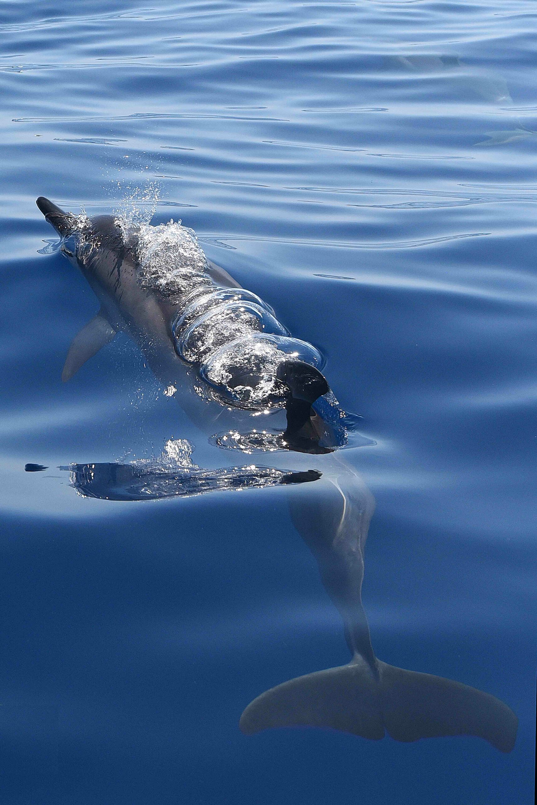 Dauphins Les Captures Mortelles Ont Baiss De Lors Du Mois Sans