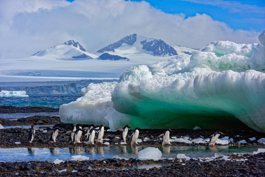 Philippe Bolle - Antarctique_Brown Bluff - Faune Sauvage