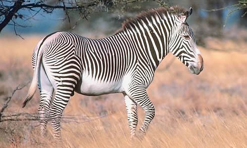 grevys-zebra