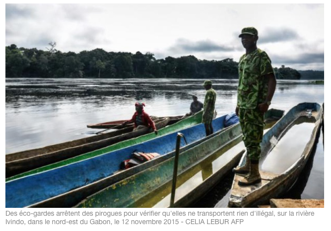 Le Gabon face aux braconniers, une lutte inégale - Jeune Afrique