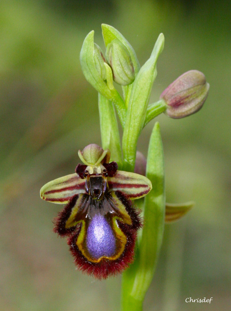 OphrysCiliataAude