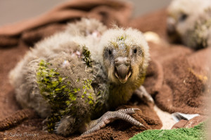 KakapoChicks_NZ6-4970-SBernert