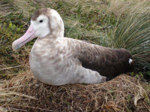 albatros-d-amsterdam