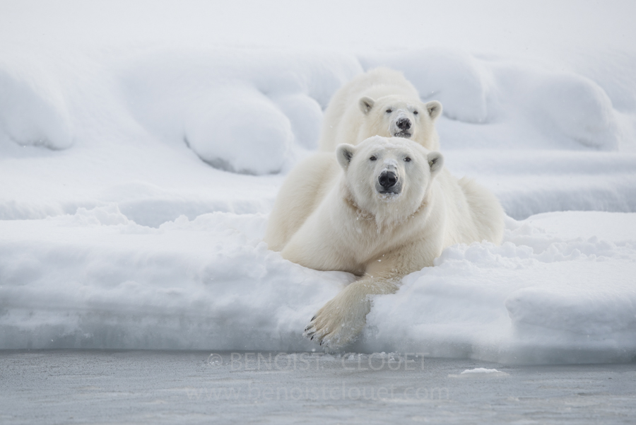 femelle ourse polaire et son jeune ourson en hiver / Mother polar bear and cub in Svalvard