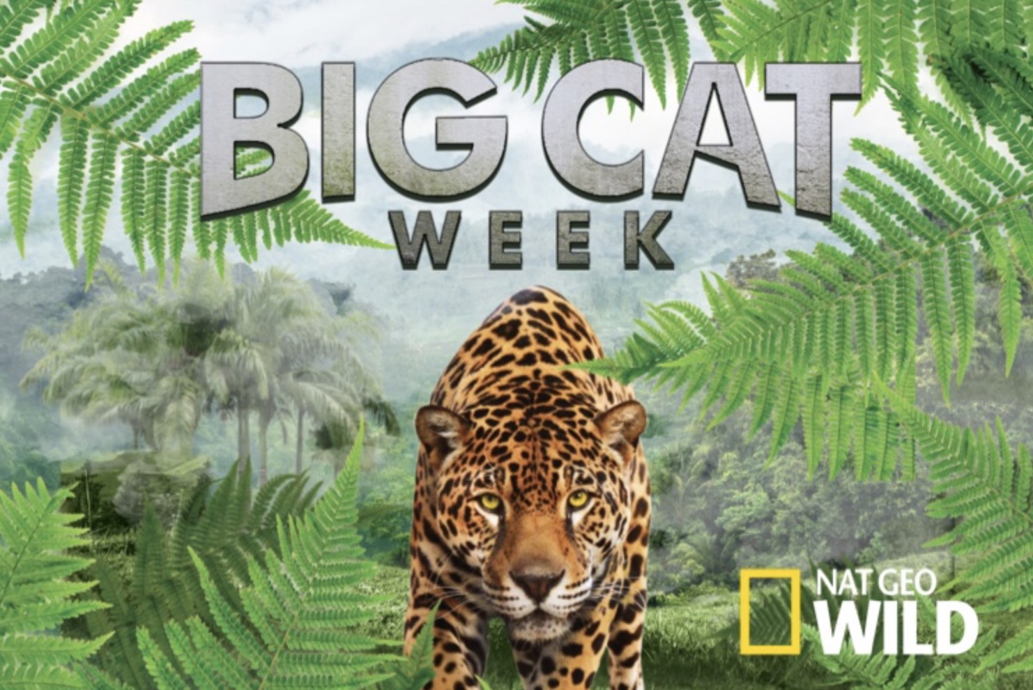 Big Cat week Faune Sauvage