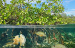 Journée internationale pour la conservation de l'écosystème des mangroves