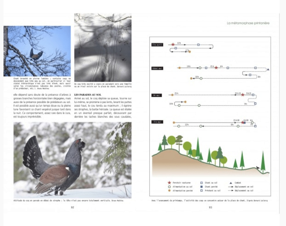 Le Grand Tetras Le Livre Reference Absolu Faune Sauvage