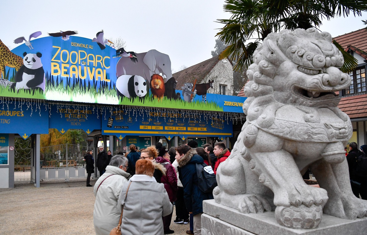 Zoo de Beauval Une ligne de télécabines pour survoler les animaux du