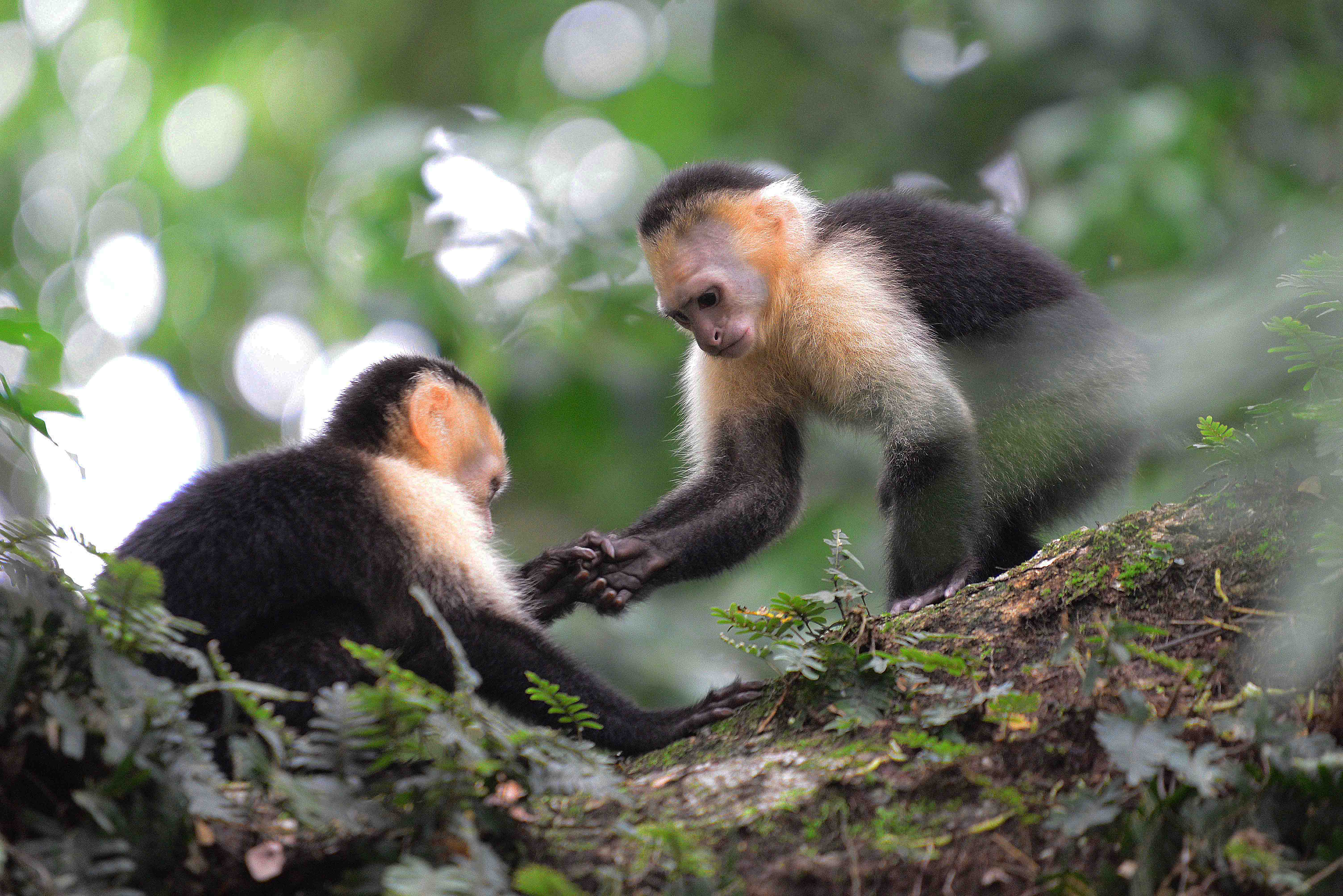 Chez des singes d'Afrique, la communication en partie innée - Sciences et  Avenir