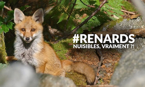 Ça suffit de détruire la faune sauvage : dans le Puy-de-Dôme, ils veulent  protéger les renards