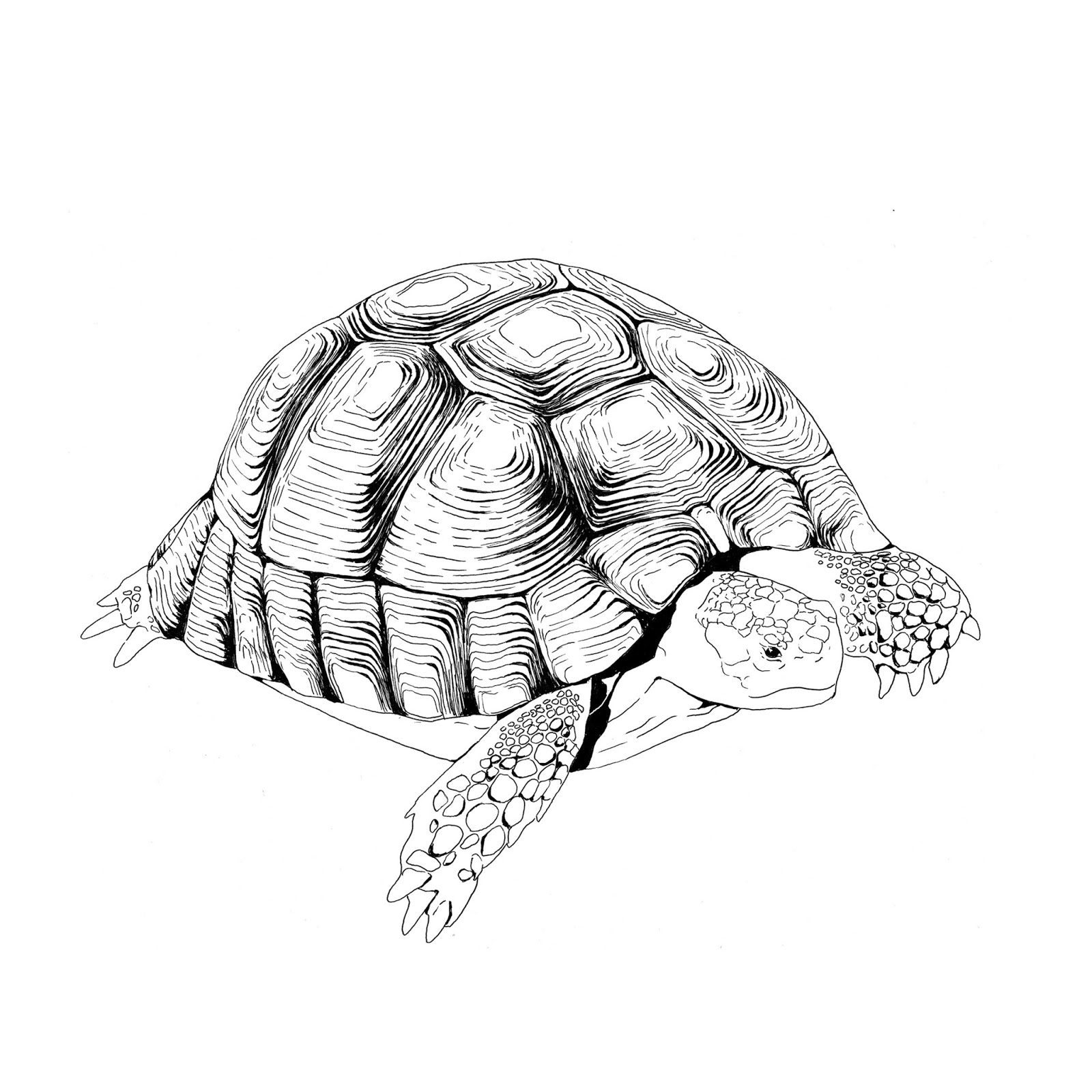 100- tortue terrestre - Faune Sauvage