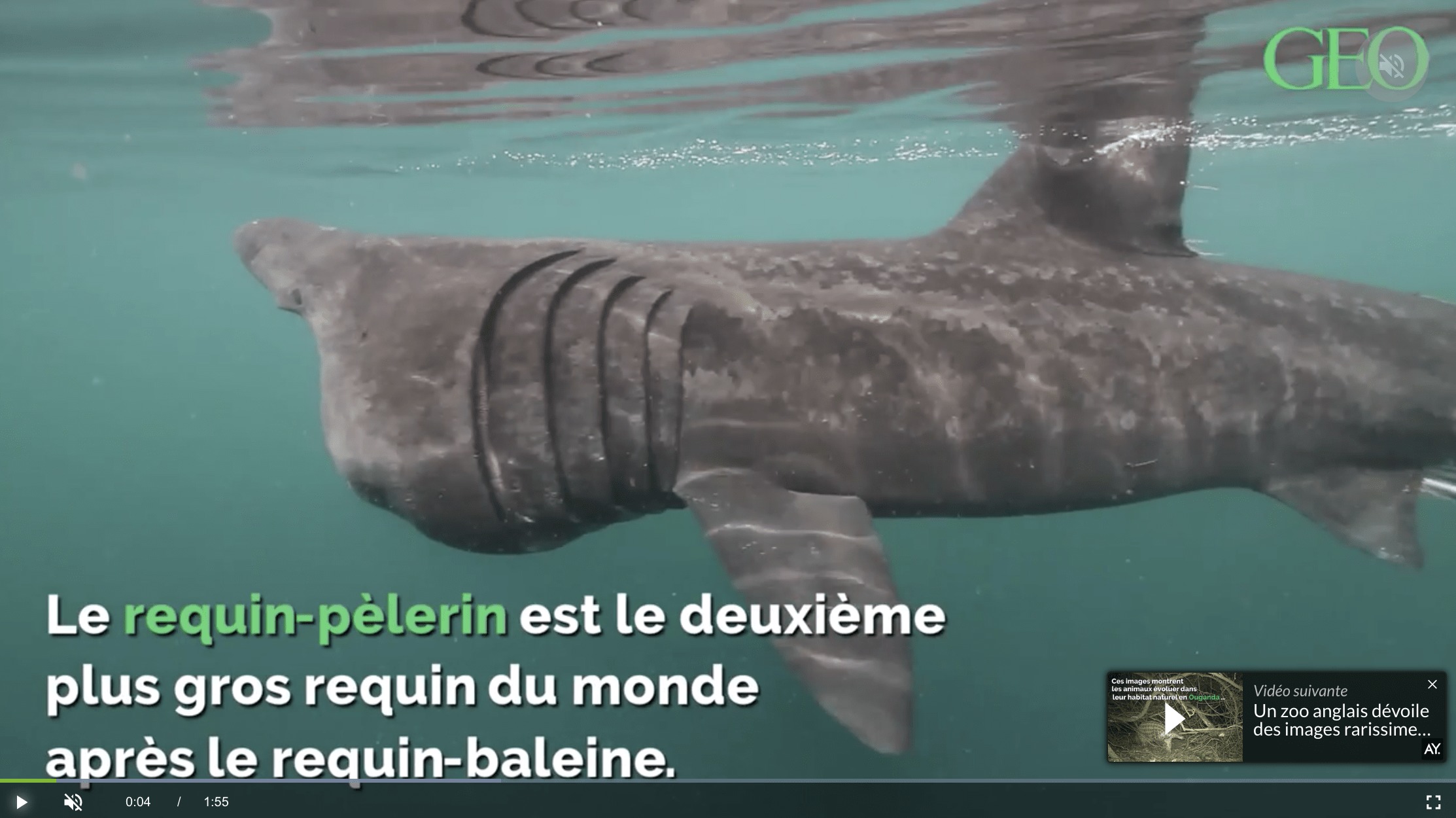 Requin-pèlerin  National Geographic