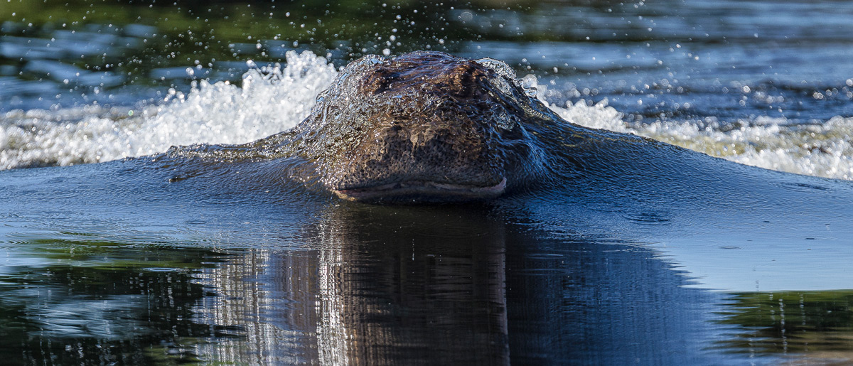 Deena-Sveinsson-Hippo-Chobe-River-1 - Faune Sauvage