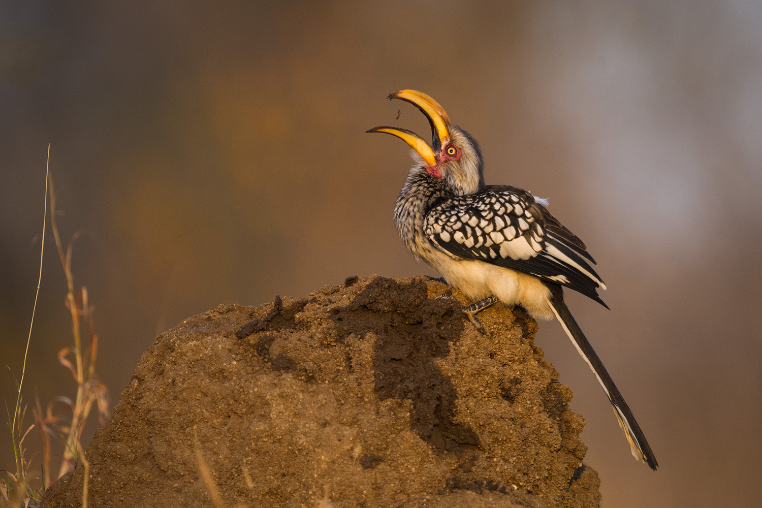 Southern Yellow-billed Hornbill - Faune Sauvage