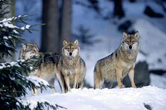 Le loup, de retour dans nos forêts en France depuis 30 ans