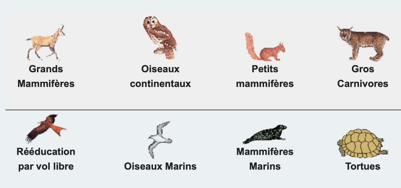 Découvrir les animaux sauvages d'Alsace