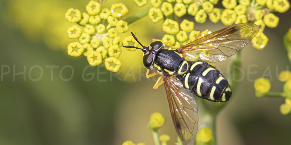 insectes-en-disparition