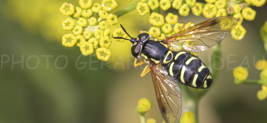 insectes-en-disparition